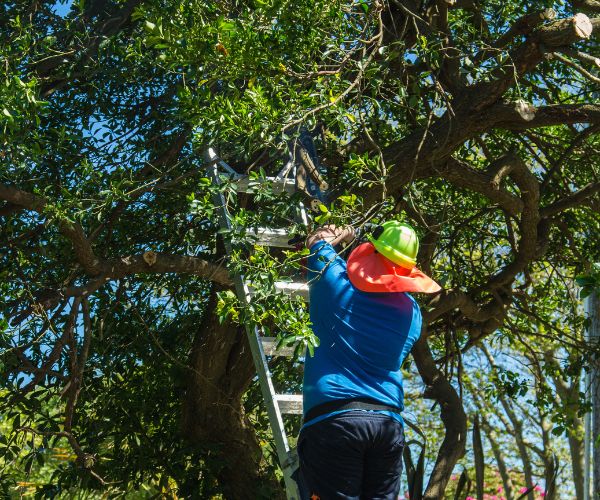 Tree Trimmer
