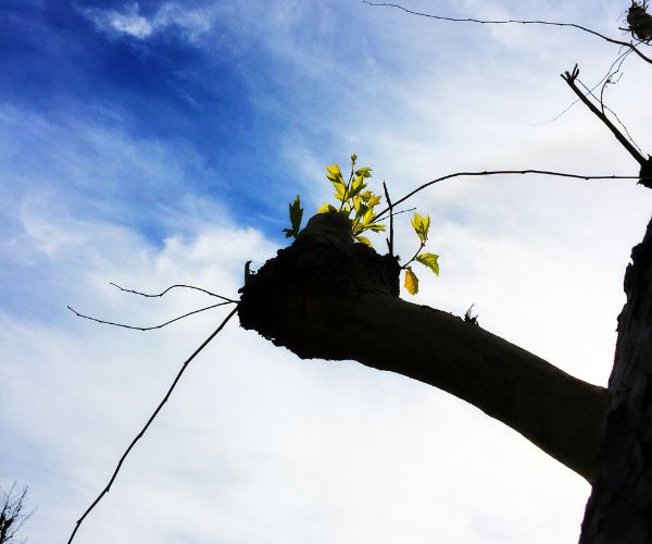 after tree trimming new branches and leaves are growing