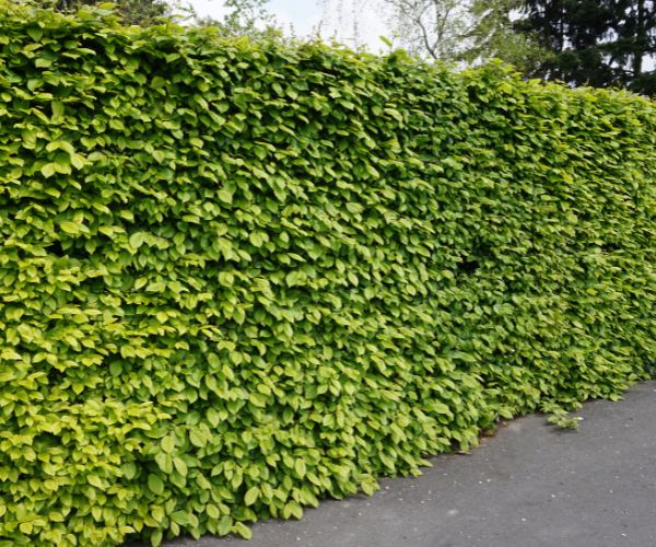 before hedge trimming in Adelaide