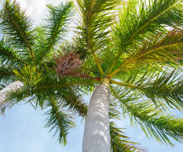 before removing dead fronds on palm trees
