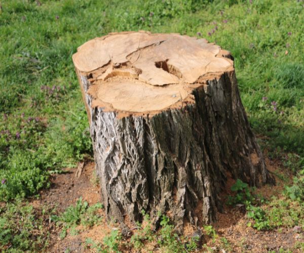 before stump grinding