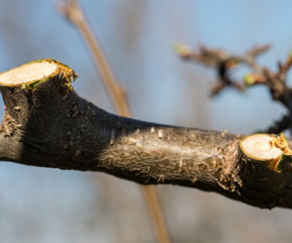 cut tree branch in Marion