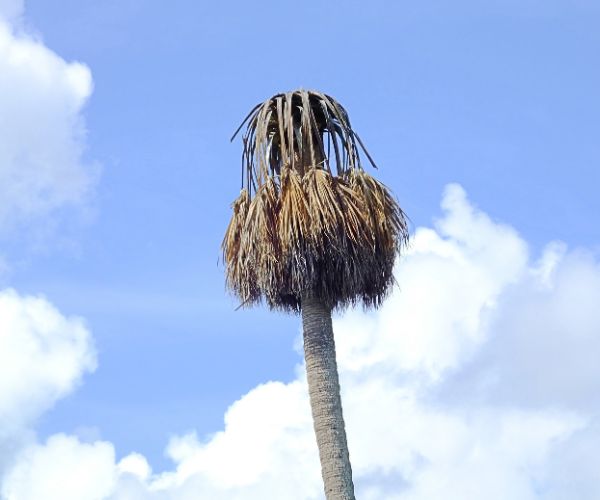 dead palm tree  