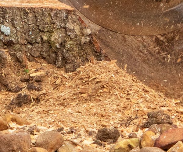debris after stump grinding