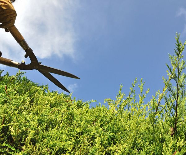 hedge pruning in Adelaide on a beautiful sunny day