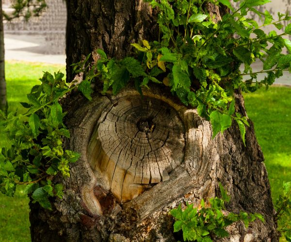 new branches on pruned tree branch