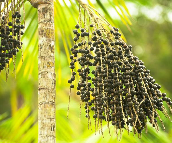 palm tree berries