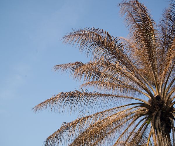 palm tree removal needed in Adelaide