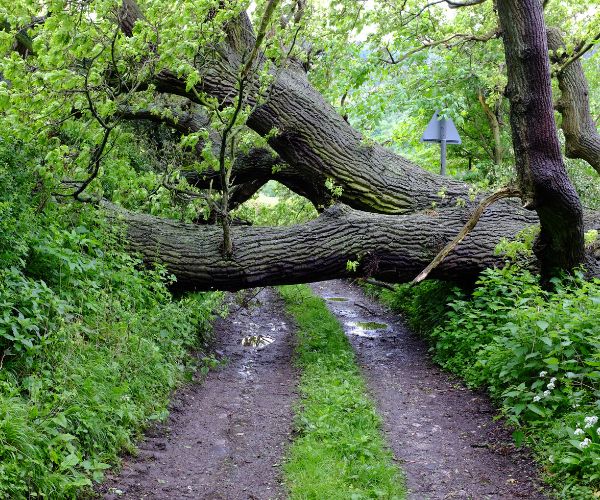 trail and track clearing need to remove fallen tree