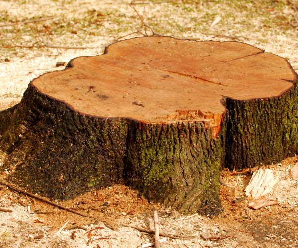 Tree Stump